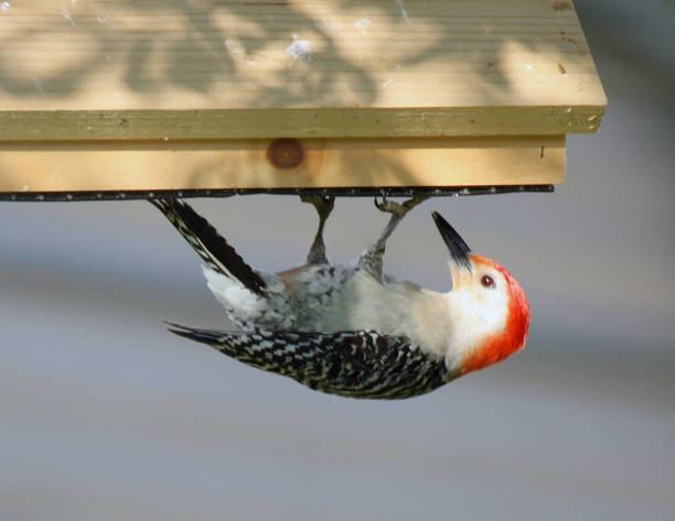 istock Red-bellied Woodpecker 1407933800