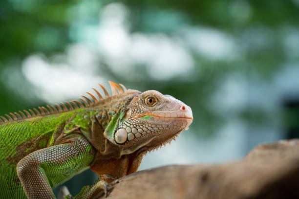 istock lizard, animal, green lizard with blur background 1407933837