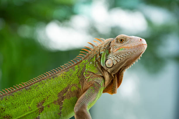 istock lizard, animal, green lizard with blur background 1407933839