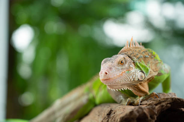 istock lizard, animal, green lizard with blur background 1407933840