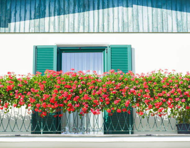 istock View with red balcony flowers, window and green shutters 1407935438