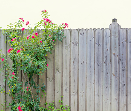 Background with a bush of bright pink roses and a wooden fence in a horizontal format