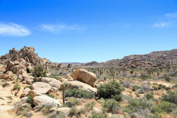 istock sunny afternoon at Joshua tree national park 1407935748