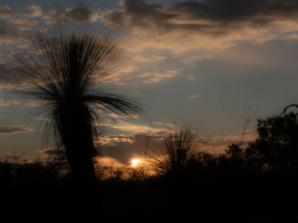 темный драматический закат с травяными деревьями в силуэте - sky sun grass tree стоковые фото и изображения
