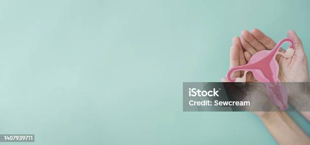 Hands Holding Uterus Female Reproductive System Woman Health Pcos Gynecologic And Cervix Cancer Concept Stock Photo - Download Image Now