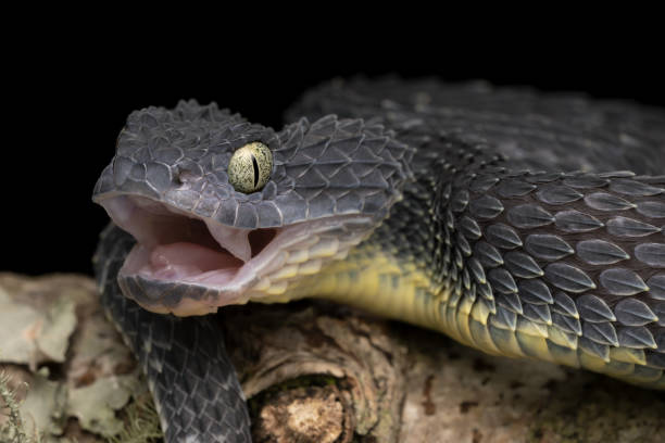 istock Venomous African Bush Viper showing fangs 1407939753