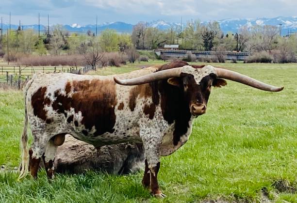 long horn - long horn - fotografias e filmes do acervo