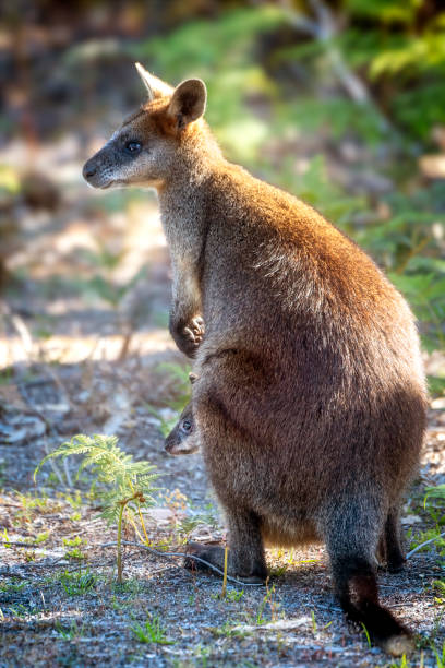 istock Swamp Wallaby and Joey 1407942034