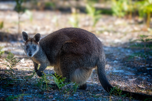 Swamp Wallaby (Wallabia bicolor) with joey in pouch