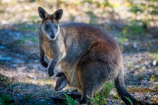 Swamp Wallaby (Wallabia bicolor) with joey in pouch