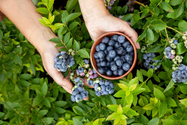 istock blueberries in the garden close-up 1407942158