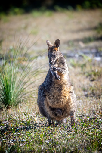 Red-neck Wallaby with joey in pouch looking at the camera.