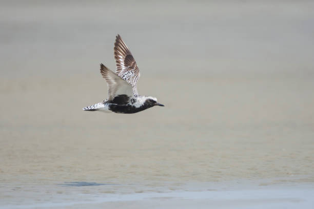istock Grey Plover flying over the sea water. 1407943560