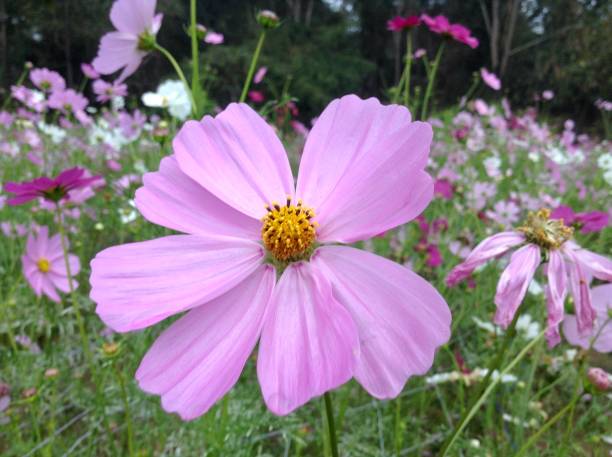 pink  flowers are blooming in my garden - 7003 imagens e fotografias de stock