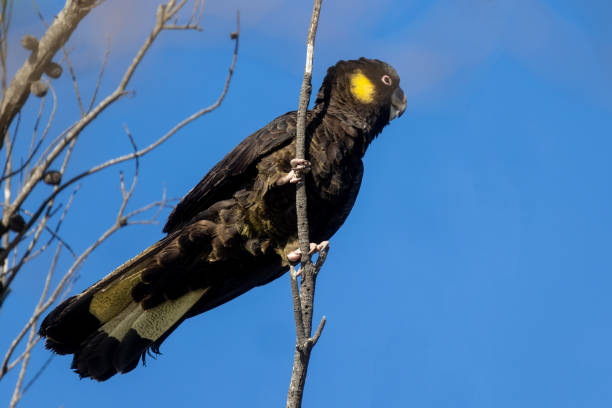 istock Yellow-tailed Black Cockatoo 1407944739