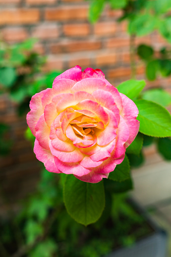 Chicago Peace, Rose, Flower
