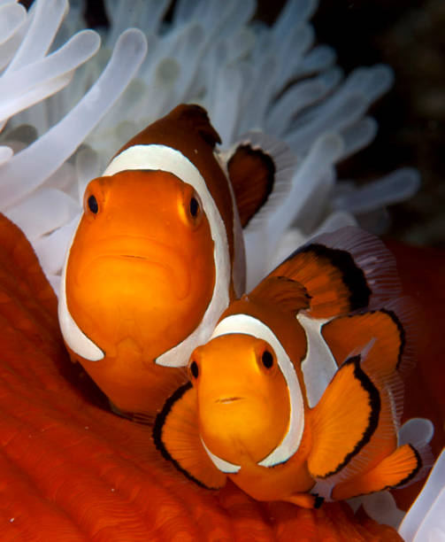 istock Indonesia underwater pictures 1407946445