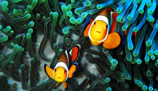 istock Indonesia underwater pictures 1407946446