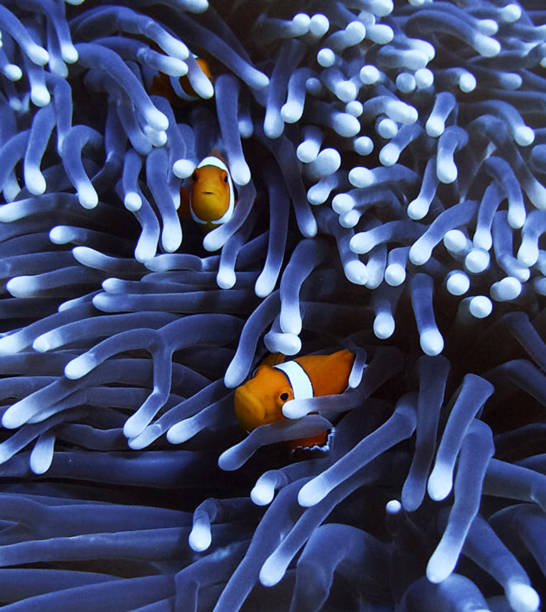 istock Indonesia underwater pictures 1407946448