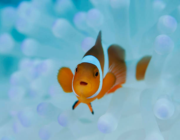 istock Indonesia underwater pictures 1407946453