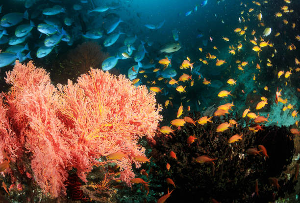 istock Indonesia underwater pictures 1407946456