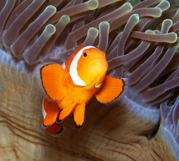 istock Indonesia underwater pictures 1407946460