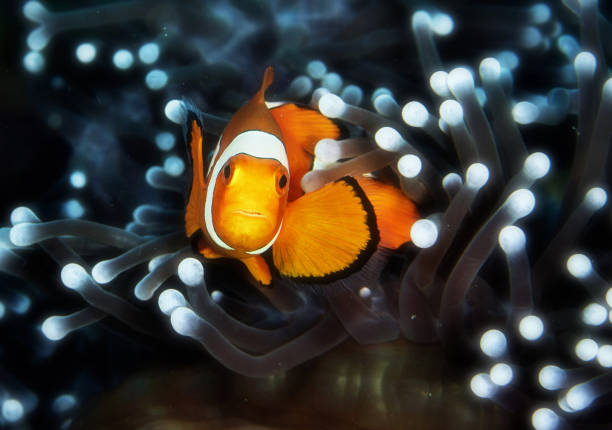 istock Indonesia underwater pictures 1407946489