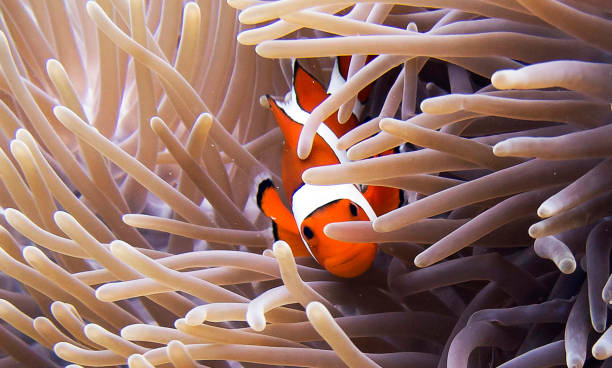 istock Indonesia underwater pictures 1407946491