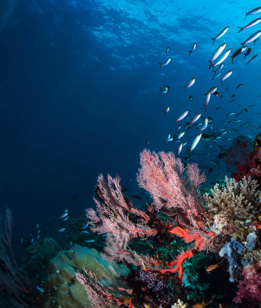 istock Indonesia underwater pictures 1407946516