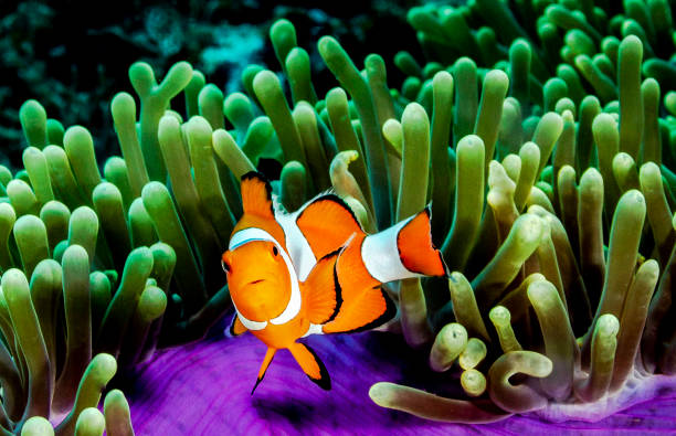 istock Indonesia underwater pictures 1407946558