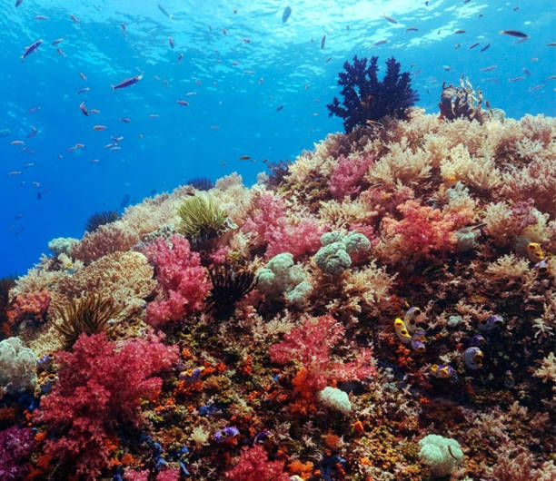 istock Indonesia underwater pictures 1407947065