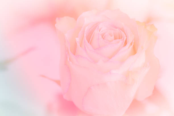 istock Close up of pink roses bouquet on light pink background. soft filter. 1407949360