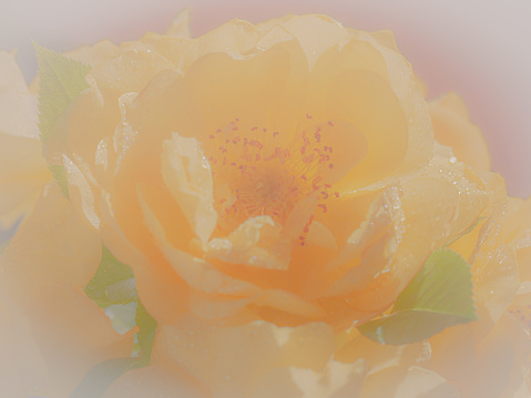 Close up of yellow rose withe water drops on white background. soft filter.