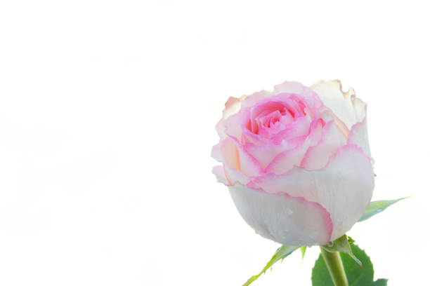 Whire rose bush outdoor, floral  blooming card,