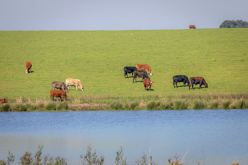 Cows grazing in Rio Grande do Sul pampa, Southern Brazil countryside, border with Uruguay and Argentina