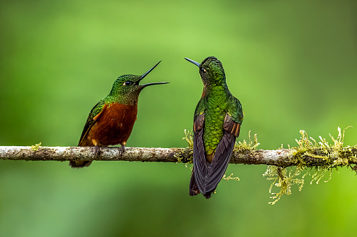 A Rufous Crested Coquette Hummingbird is seen perching on a branch.  The bird is very very small and is very colorful.  It has a bright orange crest on its head.  The crest has black dots at the end of the hairs.  This small rare hummingbird can be found in the rainforest of Peru.