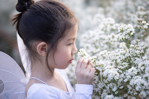 Cute little girl smelling flowers and wear a magic ballet fairy costume in beautiful white of margaret flowers field.