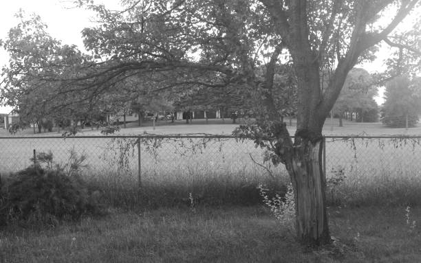 istock Splintered living tree trunk Black and White 1407952552