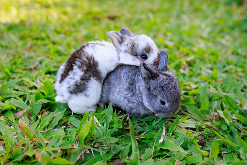 Cute two little hare sitting in the grass. Picturesque habitat, life in the meadow