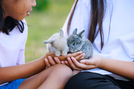 Asian girl holding adorable bunny fluffy in hand with tenderness and love. People take care and play with a pet.