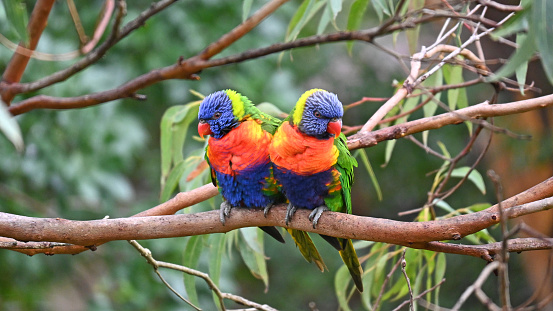 Eastern Rosella Rainbow Parrots in Canberra, Australia, showing off his colored feathers of red, orange, yellow, green, and a hint of blue.