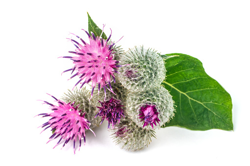 Burdock inflorescences close-up on a white background. Medicinal plants burdock.