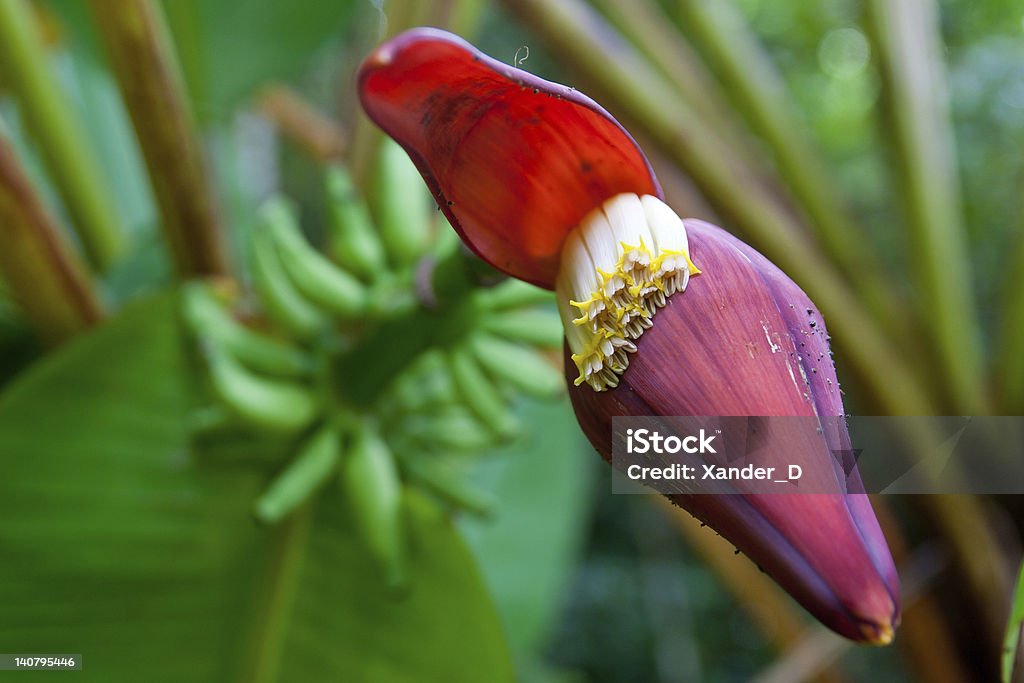 red banana flower red banana flower on green bananas background Agriculture Stock Photo