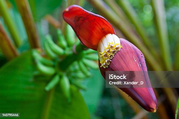 Red Banana Flower Stock Photo - Download Image Now - Agriculture, Asia, Banana