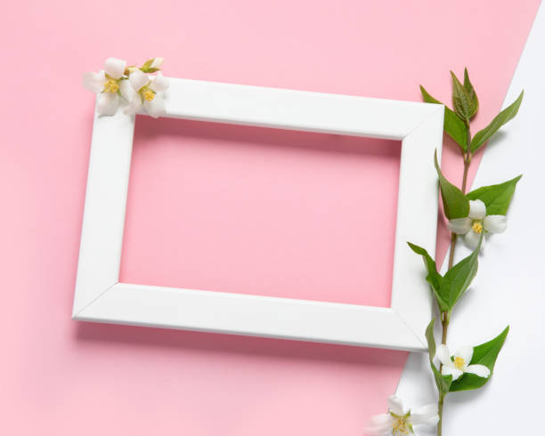 istock Jasmine flowers on pink background. 1407955300