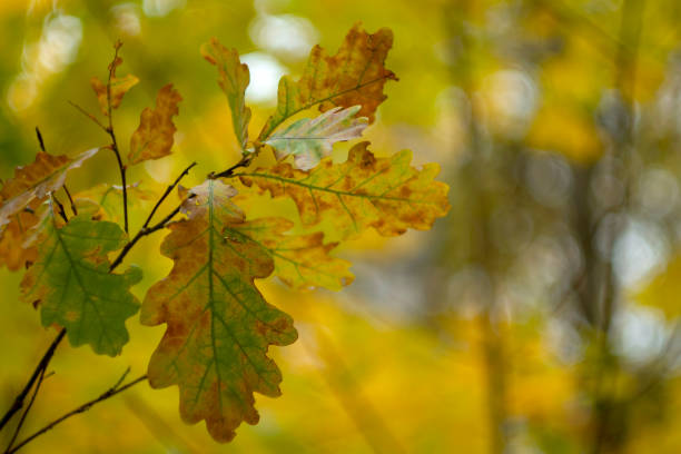 istock Colorful autumn foliage of an oak tree close up. Leaf fall, October. 1407955398