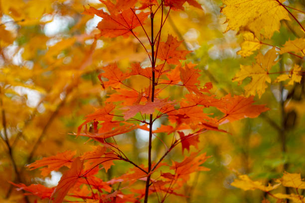 istock Maple with bright red foliage in October. Autumn forest, landscape. 1407955406