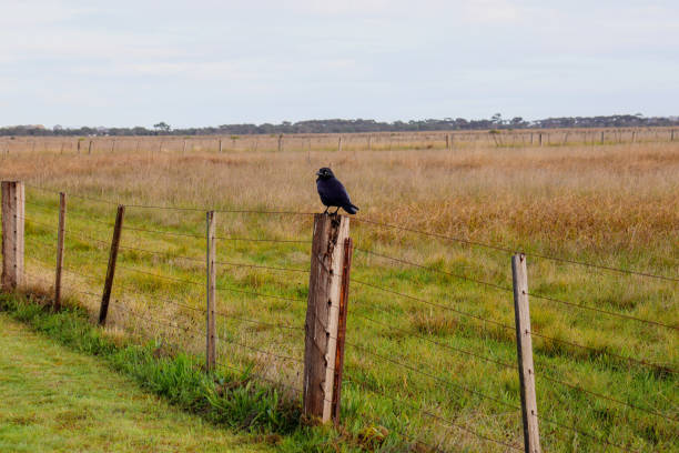 istock crow on a fence in a field 1407956216