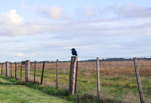 istock crow on a fence in field against blue sky 1407956461