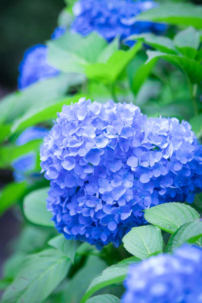 istock Blue hydrangea flowers. In the Japanese garden. 1407958190